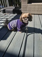 Lulu , a female Shih Tzu for sale in Monroe, NC – 1 of 9