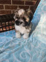 Louie - (AKC ), a male Shih Tzu for sale in Monroe, NC – 1 of 4