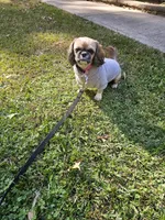 Lulu , a female Shih Tzu for sale in Monroe, NC – 7 of 9