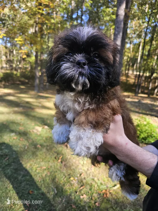 Amber- (AKC) – Shih Tzu puppy for sale in Monroe, NC