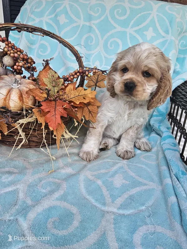 Sadie- (AKC) – Cocker Spaniel puppy for sale in Monroe, NC