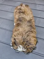 Amber- (AKC), a female Shih Tzu for sale in Monroe, NC – 2 of 5