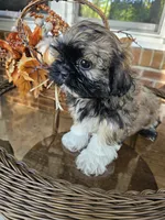 Ellie- (AKC), a female Shih Tzu for sale in Monroe, NC – 2 of 5