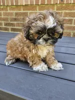 Betty- (AKC), a female Shih Tzu for sale in Monroe, NC – 2 of 5