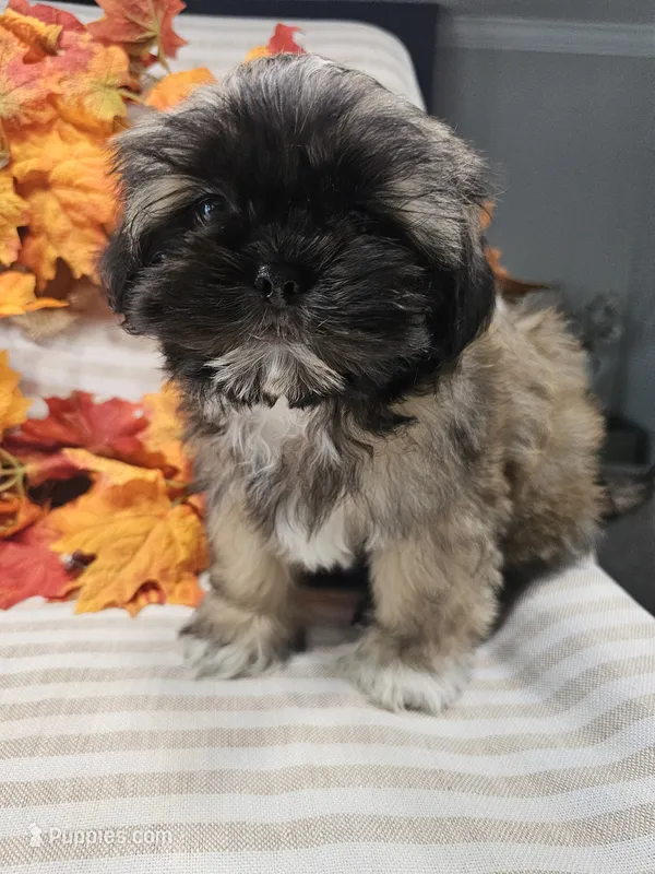 Charlie- (AKC) – Shih Tzu puppy for sale in Monroe, NC