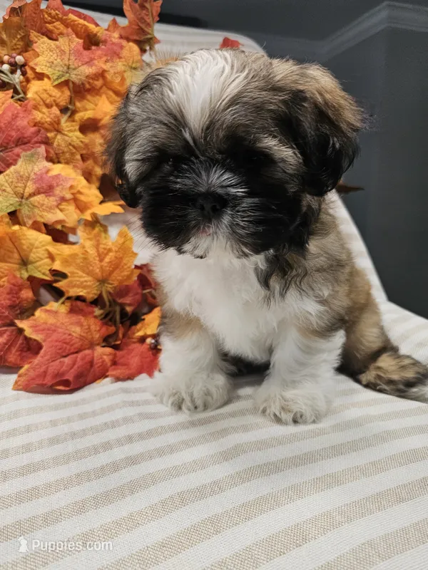 Louie - (AKC ) – Shih Tzu puppy for sale in Monroe, NC