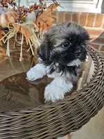 Ellie- (AKC), a female Shih Tzu for sale in Monroe, NC – 4 of 5