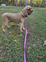 Rusty , a male Cocker Spaniel for sale in Monroe, NC – 2 of 2
