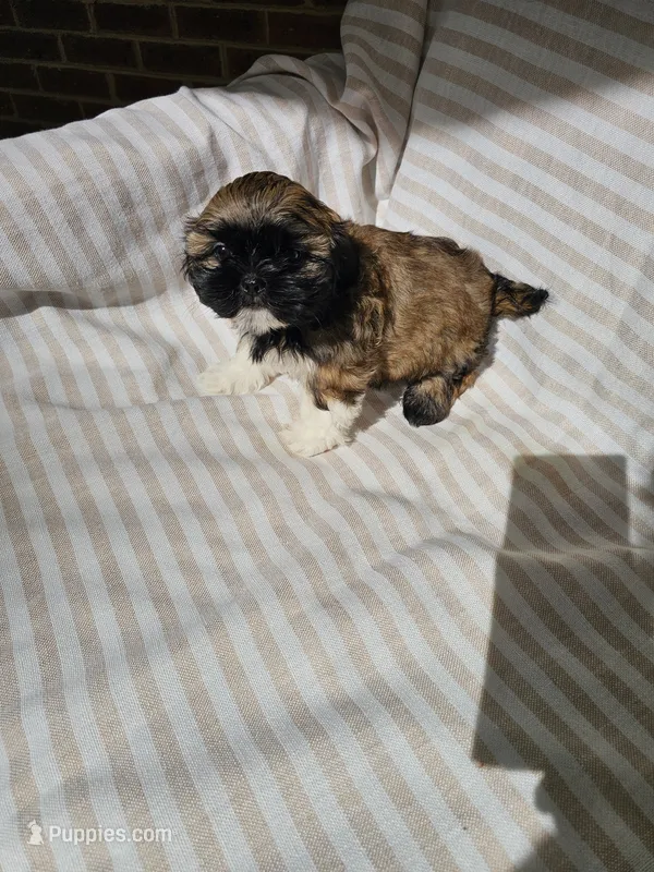 Betty- (AKC) – Shih Tzu puppy for sale in Monroe, NC