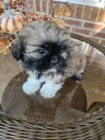 Ellie- (AKC), a female Shih Tzu for sale in Monroe, NC – 3 of 5