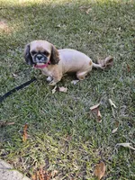 Lulu , a female Shih Tzu for sale in Monroe, NC – 8 of 9