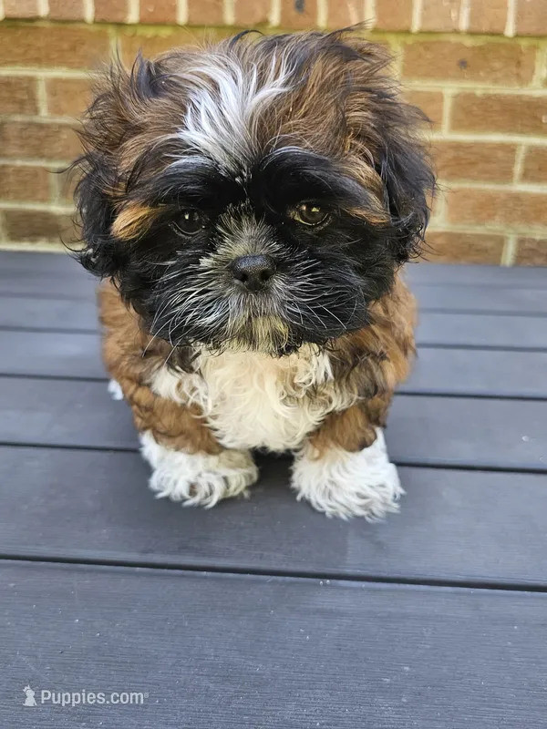 Amber- (AKC) – Shih Tzu puppy for sale in Monroe, NC