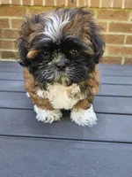 Amber- (AKC), a female Shih Tzu for sale in Monroe, NC – 1 of 5