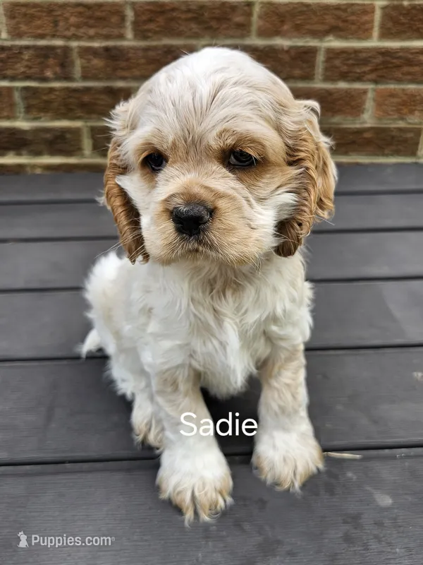 Sadie- (AKC) – Cocker Spaniel puppy for sale in Monroe, NC