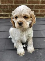 Sadie- (AKC), a female Cocker Spaniel for sale in Monroe, NC – 1 of 1