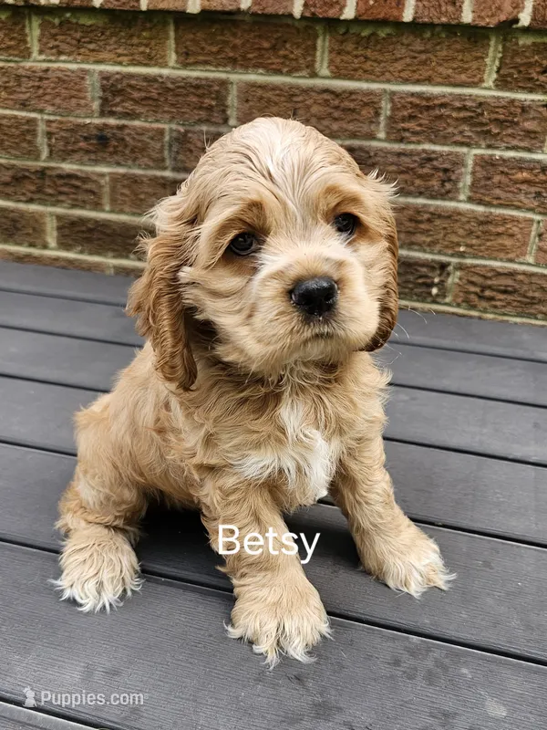 Betsy- (AKC) – Cocker Spaniel puppy for sale in Monroe, NC