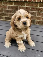 Betsy- (AKC), a female Cocker Spaniel for sale in Monroe, NC – 1 of 1