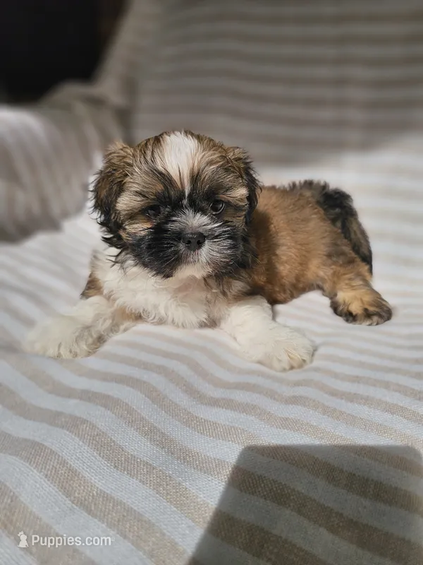 Louie - (AKC ) – Shih Tzu puppy for sale in Monroe, NC