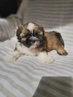 Louie - (AKC ), a male Shih Tzu for sale in Monroe, NC – 1 of 2