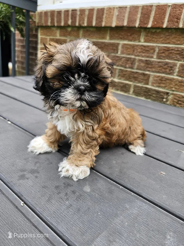 Ellie- (AKC) – Shih Tzu puppy for sale in Monroe, NC