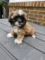 Ellie- (AKC), a female Shih Tzu for sale in Monroe, NC – 1 of 1