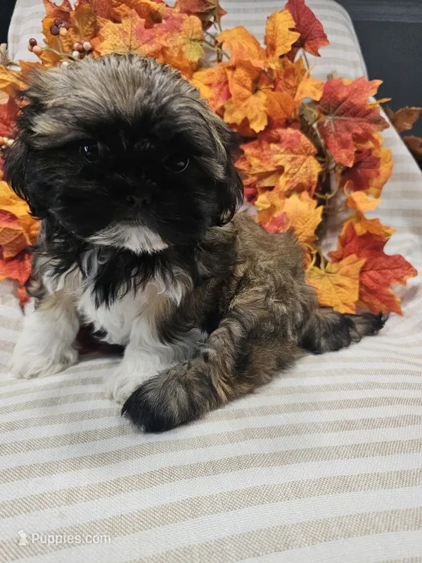 Ellie- (AKC) – Shih Tzu puppy for sale in Monroe, NC