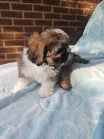 Louie - (AKC ), a male Shih Tzu for sale in Monroe, NC – 2 of 4
