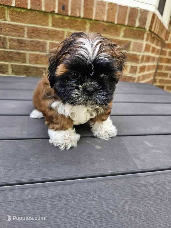 Amber- (AKC) – Shih Tzu puppy for sale in Monroe, NC