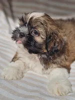 Louie - (AKC ), a male Shih Tzu for sale in Monroe, NC – 2 of 2