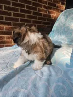 Louie - (AKC ), a male Shih Tzu for sale in Monroe, NC – 4 of 4