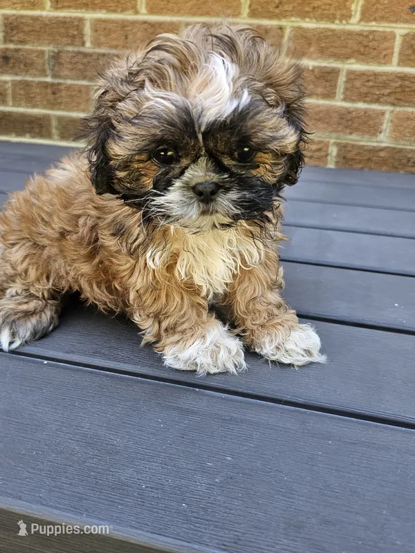 Betty- (AKC) – Shih Tzu puppy for sale in Monroe, NC