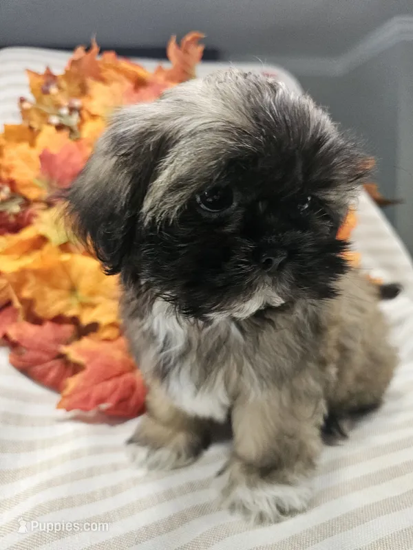 Charlie- (AKC) – Shih Tzu puppy for sale in Monroe, NC