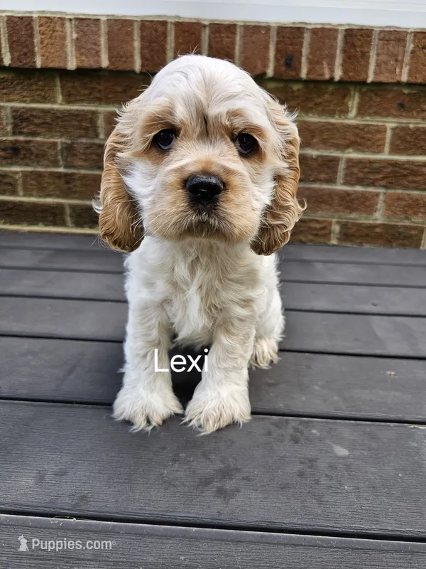 Lexi- (AKC) – Cocker Spaniel puppy for sale in Monroe, NC