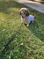 Lulu , a female Shih Tzu for sale in Monroe, NC – 3 of 9
