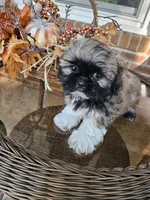 Ellie- (AKC), a female Shih Tzu for sale in Monroe, NC – 1 of 5