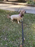 Lulu , a female Shih Tzu for sale in Monroe, NC – 9 of 9