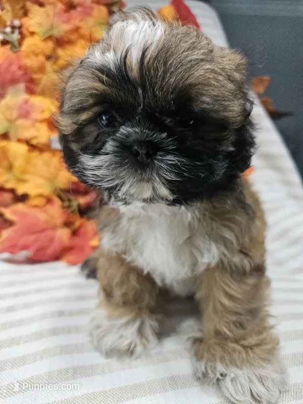 Betty- (AKC) – Shih Tzu puppy for sale in Monroe, NC