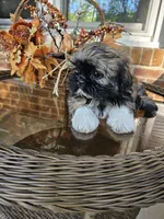 Ellie- (AKC), a female Shih Tzu for sale in Monroe, NC – 5 of 5