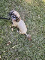 Lulu , a female Shih Tzu for sale in Monroe, NC – 6 of 9