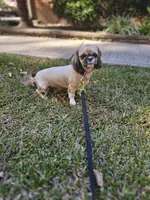 Lulu , a female Shih Tzu for sale in Monroe, NC – 4 of 9