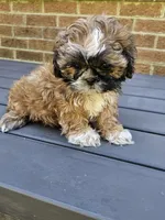 Betty- (AKC), a female Shih Tzu for sale in Monroe, NC – 3 of 5