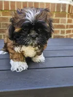 Amber- (AKC), a female Shih Tzu for sale in Monroe, NC – 5 of 5