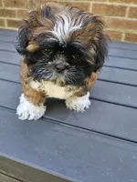 Amber- (AKC), a female Shih Tzu for sale in Monroe, NC – 4 of 5