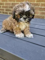 Betty- (AKC), a female Shih Tzu for sale in Monroe, NC – 5 of 5