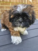 Amber- (AKC), a female Shih Tzu for sale in Monroe, NC – 3 of 5