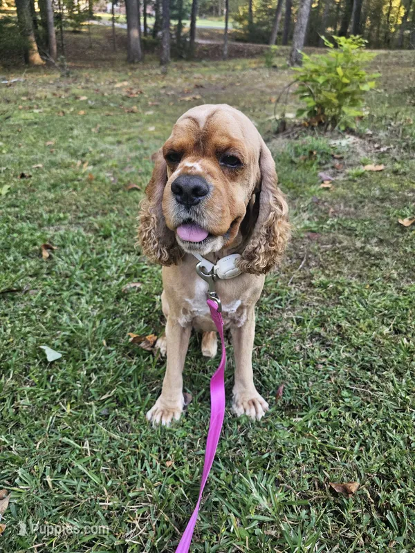 Rusty  – Cocker Spaniel puppy for sale in Monroe, NC