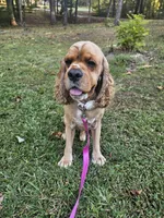 Rusty , a male Cocker Spaniel for sale in Monroe, NC – 1 of 2