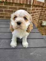 Snoopy- (AKC), a male Cocker Spaniel for sale in Monroe, NC – 1 of 1