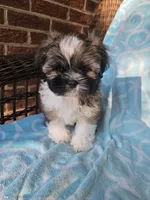 Louie - (AKC ), a male Shih Tzu for sale in Monroe, NC – 3 of 4