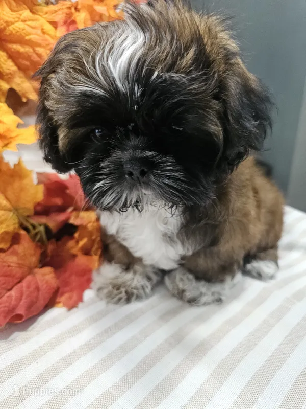 Amber- (AKC) – Shih Tzu puppy for sale in Monroe, NC